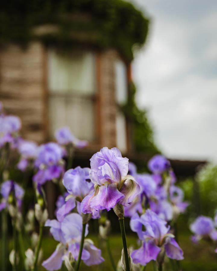The Mansion At Elfindale Bed & Breakfast Springfield Exterior photo